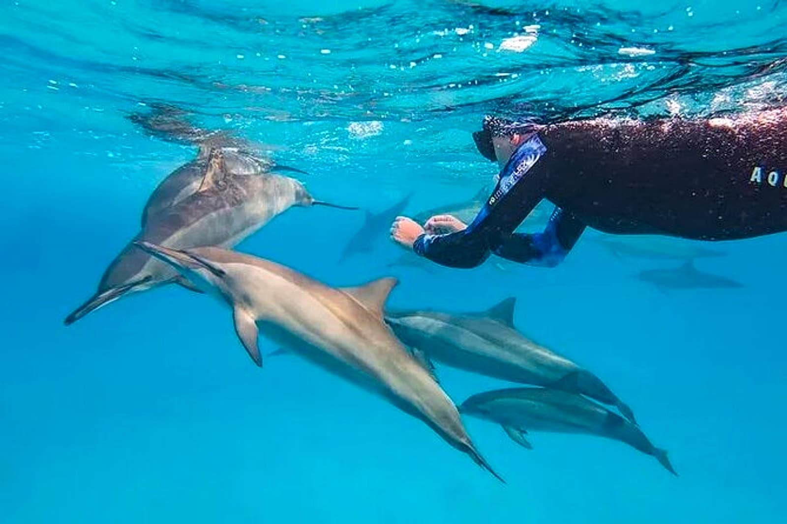 Dolphin House Samadai Reef Boat Snorkeling Trip from Marsa Alam