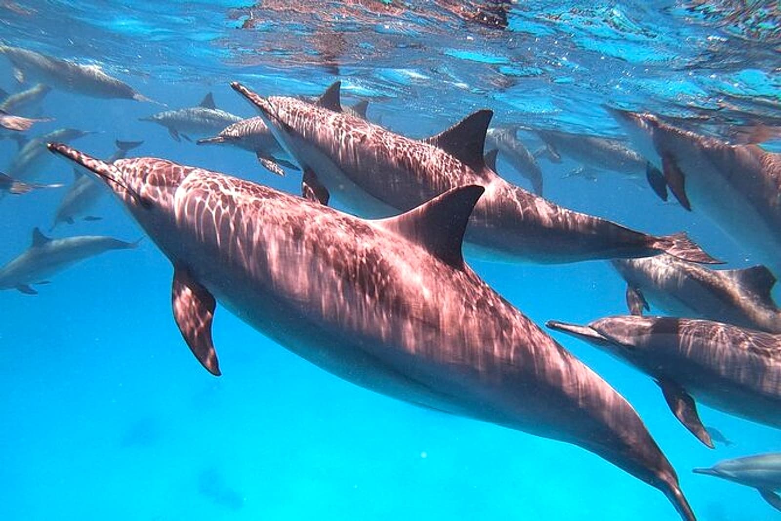 Dolphin House Sataya Reef Snorkeling Cruise from Marsa Alam