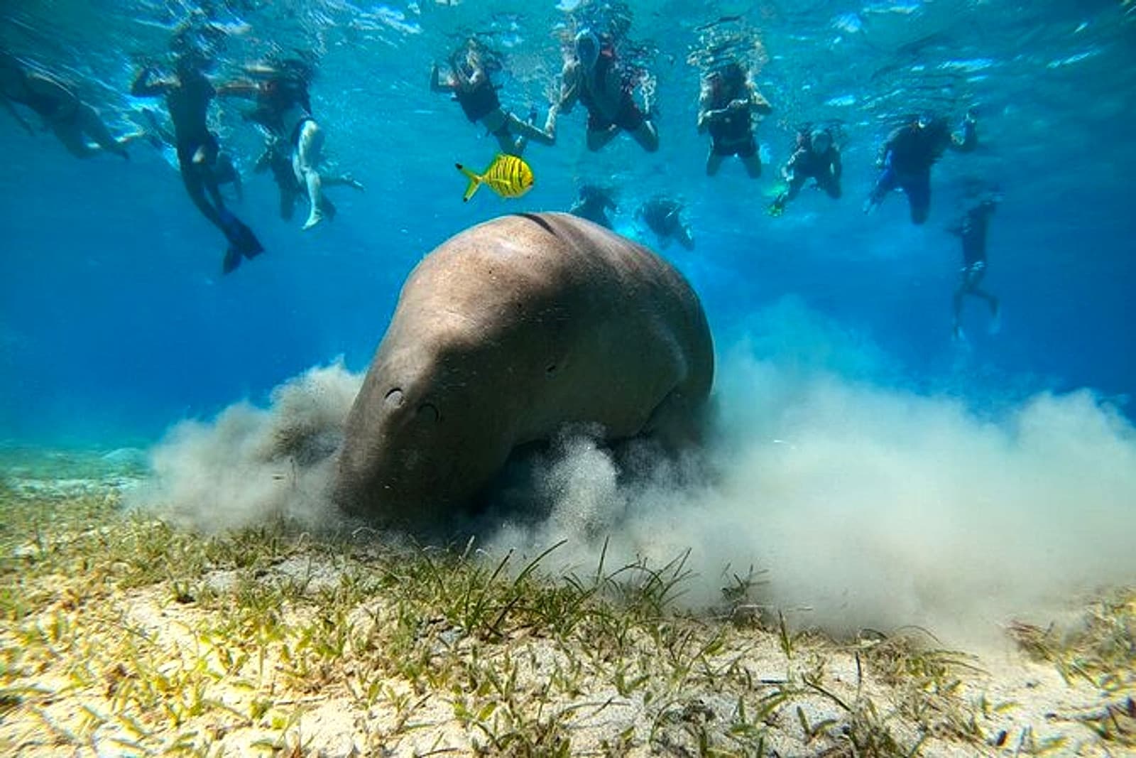 Abu Dabbab Snorkeling Trip — Dugongs & Turtles, Marsa Alam