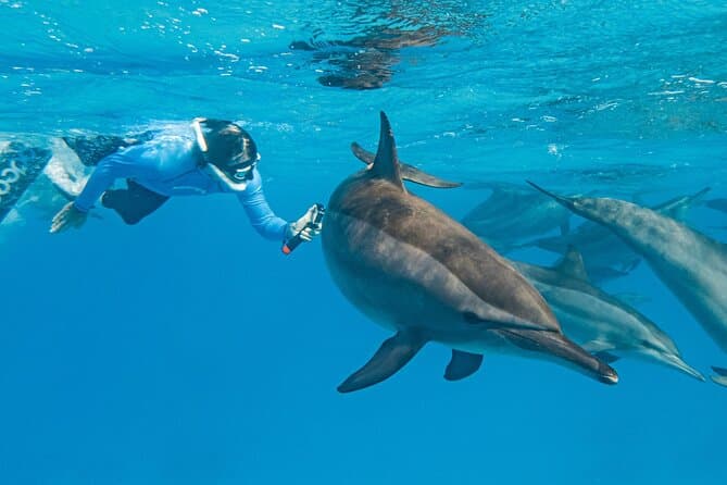 Dolphin House Samadai Reef Boat Snorkeling Trip from Marsa Alam — photo 1