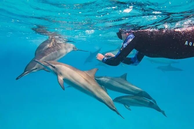 Dolphin House Marsa Alam: Best Time to See Dolphins at Samadai Reef — photo from the actual trip