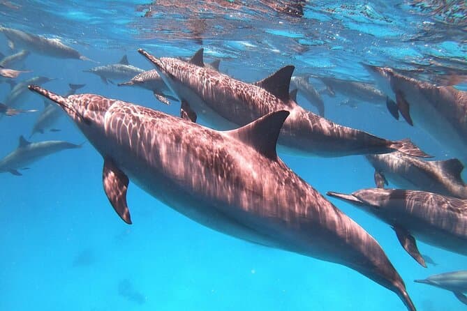 Dolphin House Sataya Reef Snorkeling Cruise from Marsa Alam — photo 1