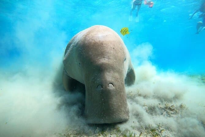 Abu Dabbab Snorkeling Trip — Dugongs & Turtles, Marsa Alam — photo 1